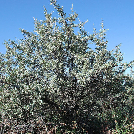 Silver Buffaloberry