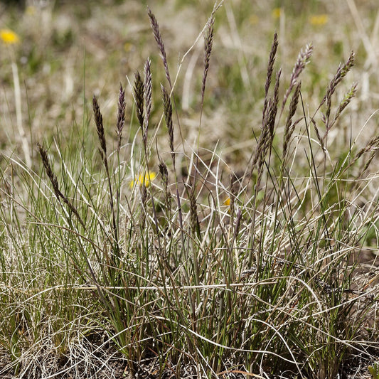 Muttongrass
