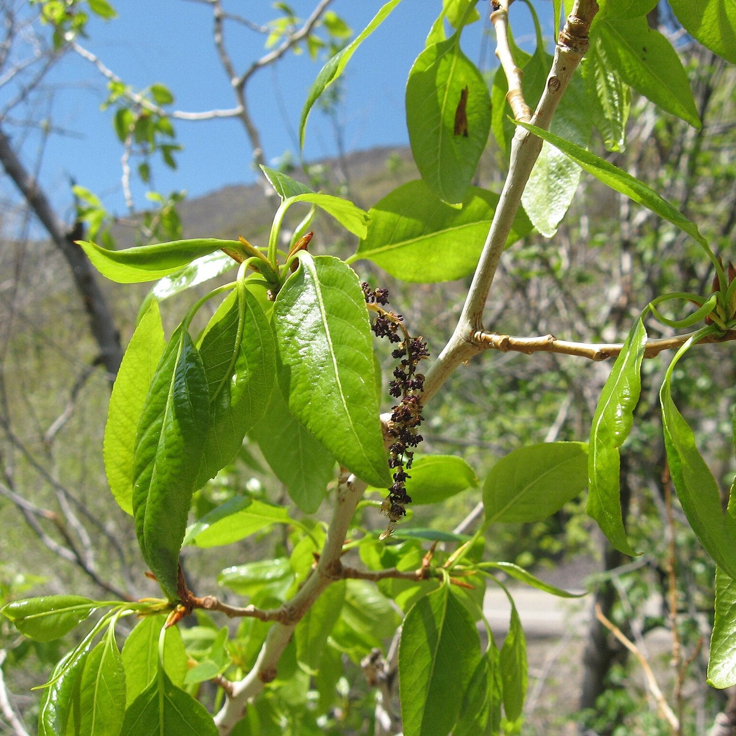 Narrowleaf Cottonwood