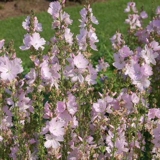 Prairie Checker Mallow