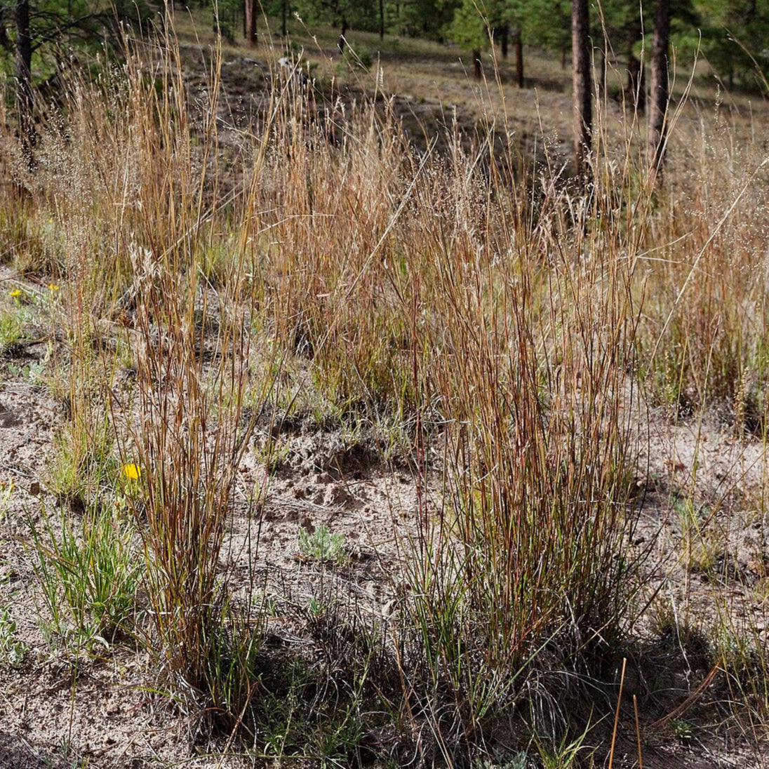 Little Bluestem
