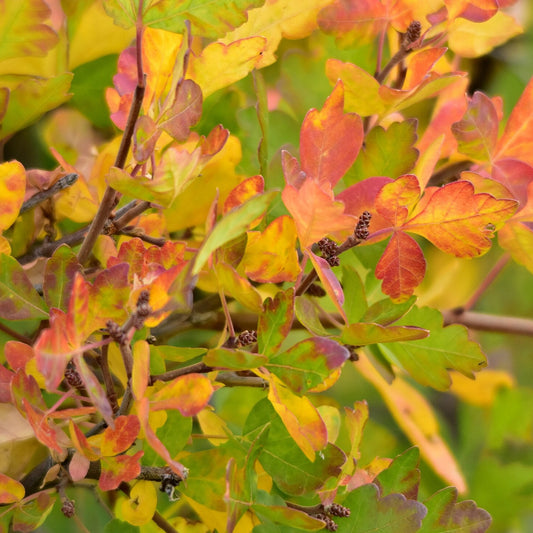 ‘Autumn Amber’ Sumac