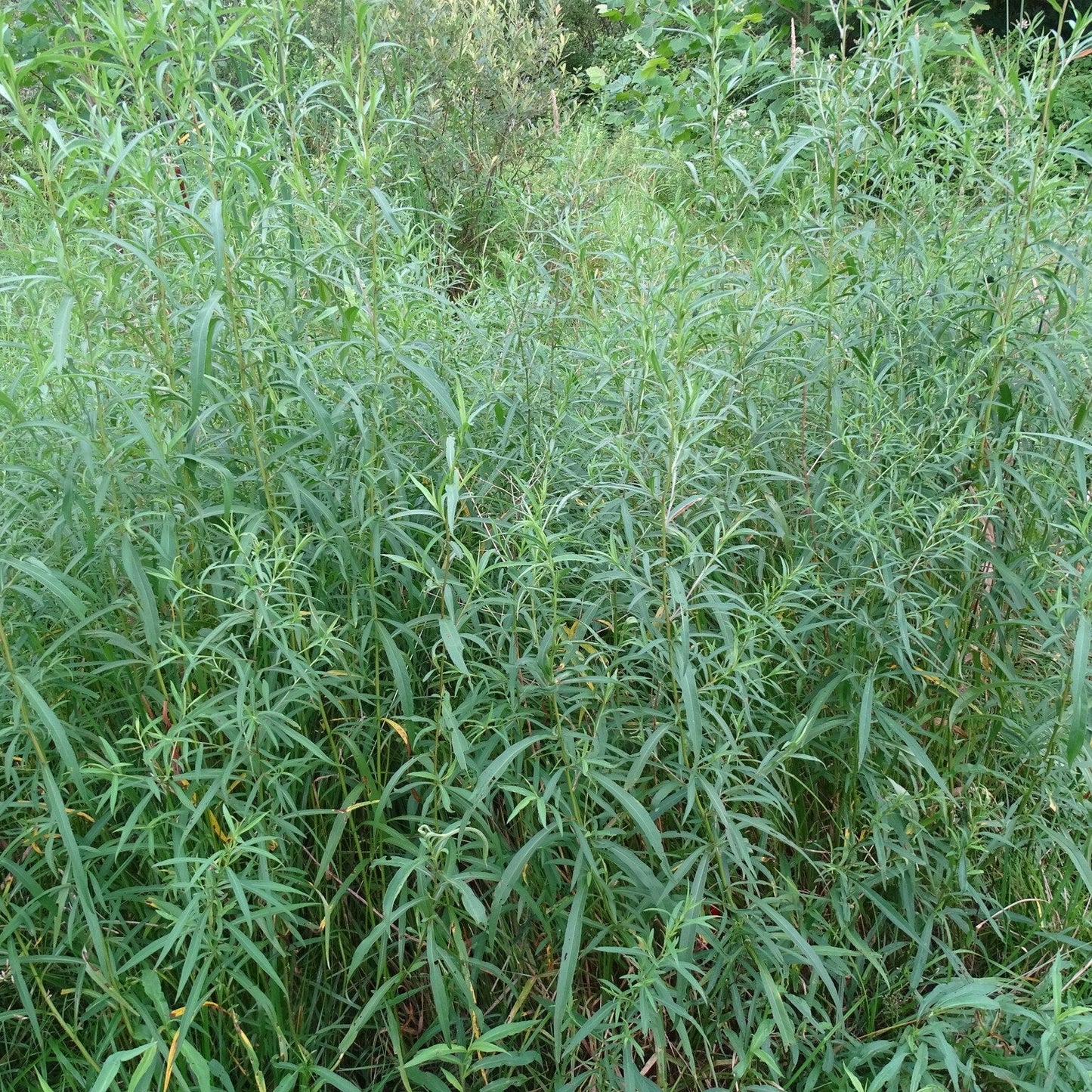Panicled Aster