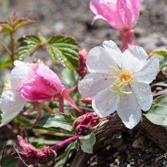 Tufted Evening Primrose