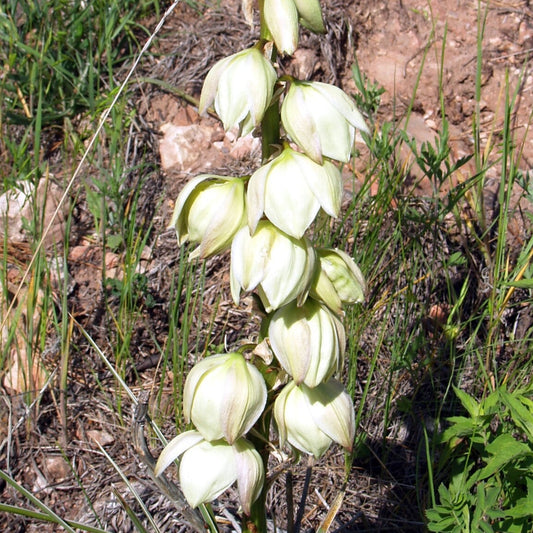 Soapweed Yucca