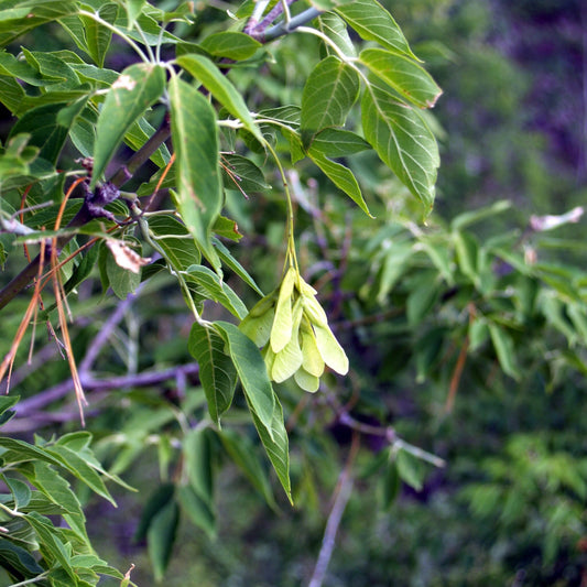 Boxelder
