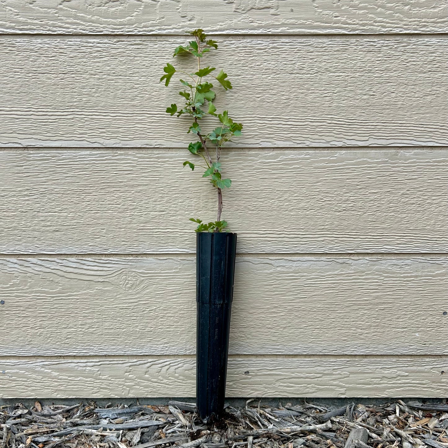 Golden Currant