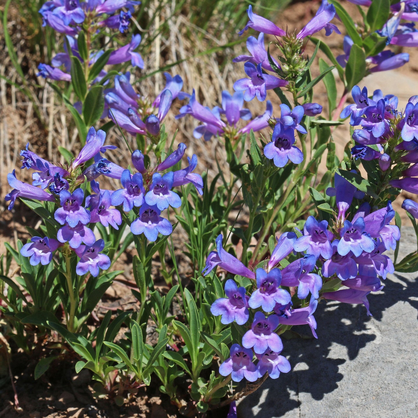 Leonard's Penstemon
