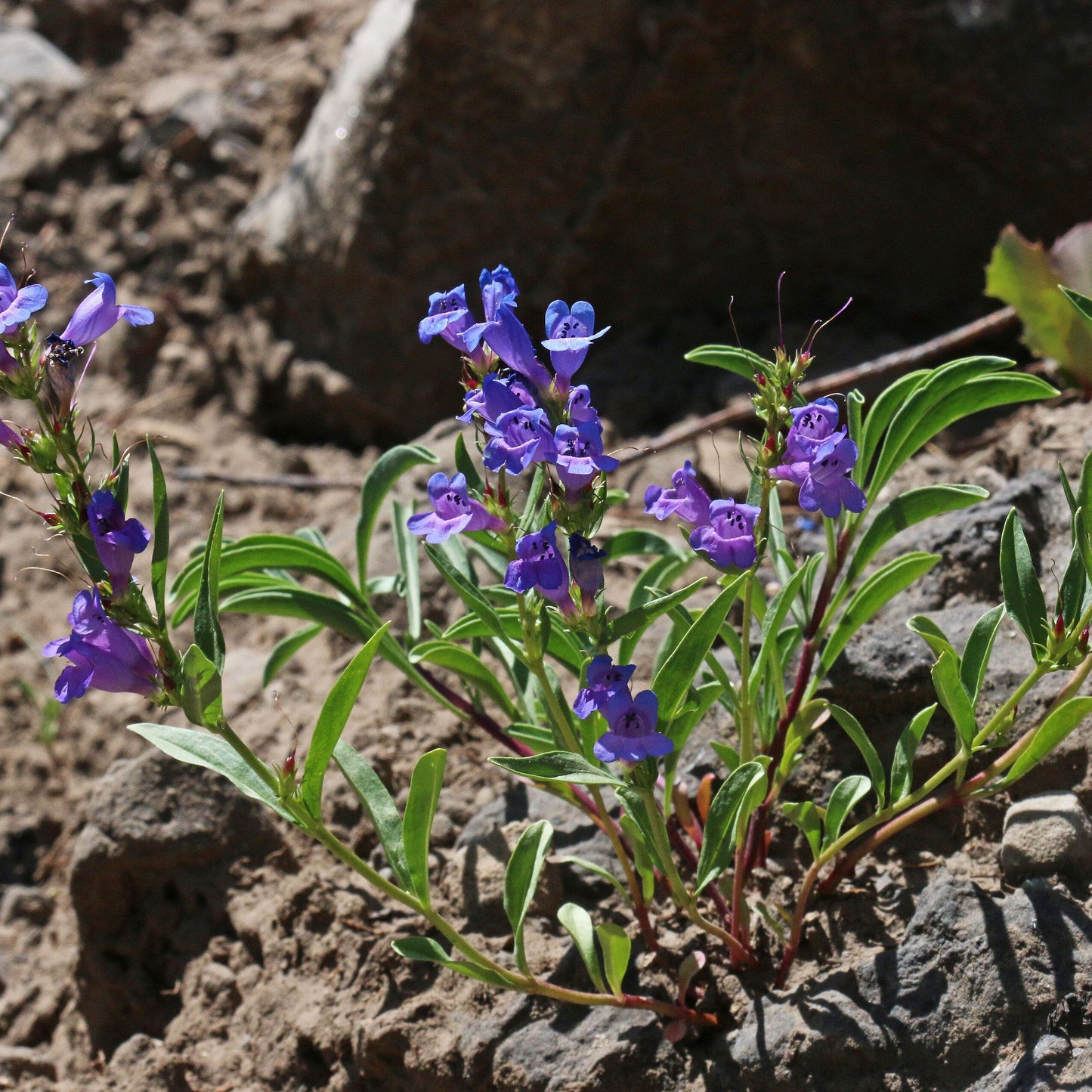 Leonard's Penstemon