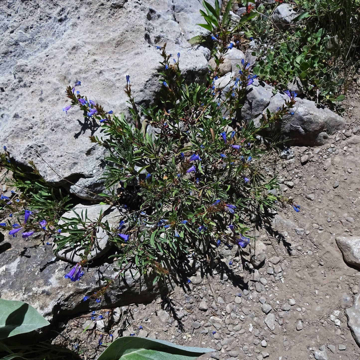 Leonard's Penstemon