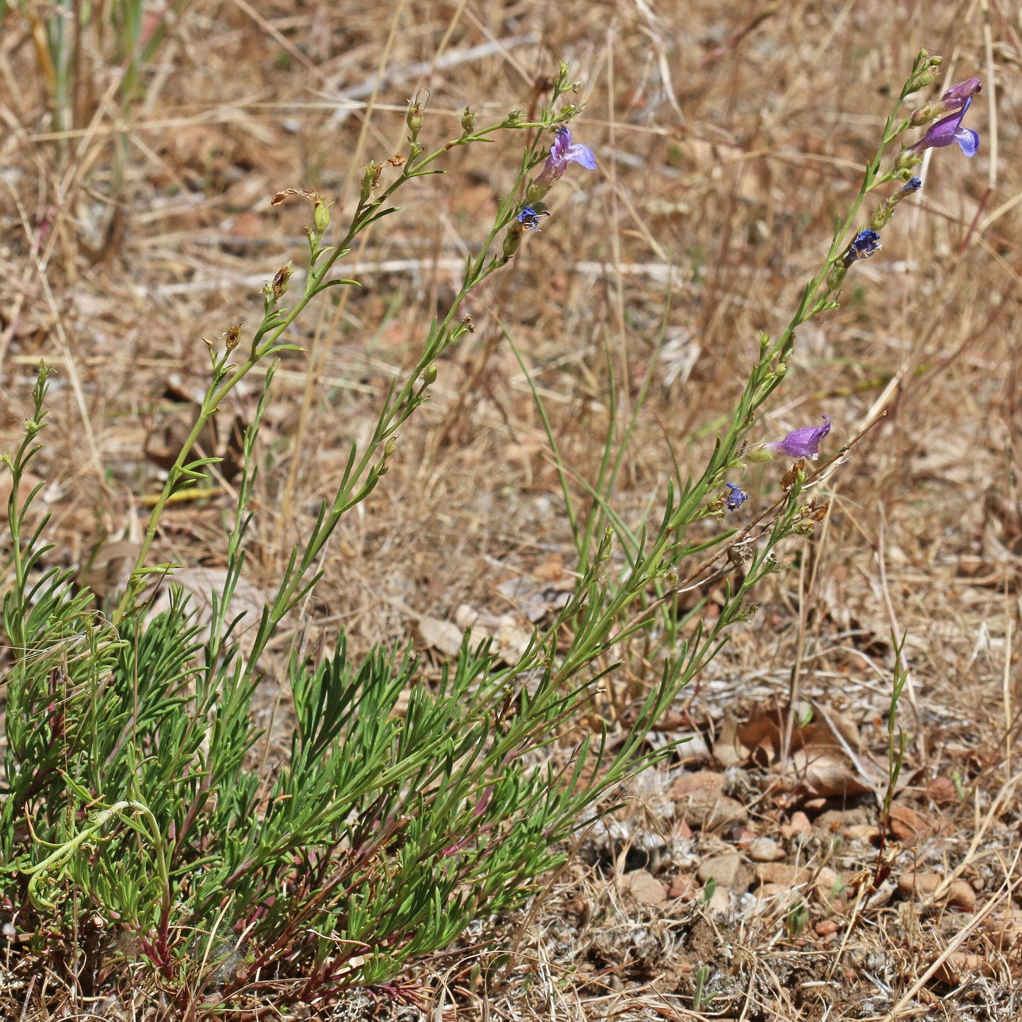 Fir-Leaf Penstemon