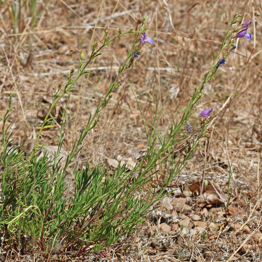 Fir-Leaf Penstemon