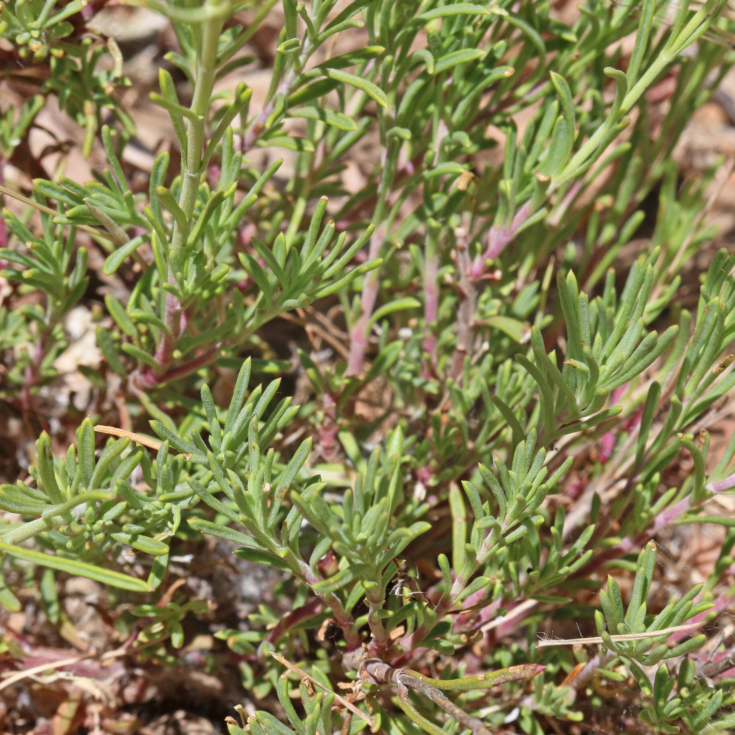 Fir-Leaf Penstemon