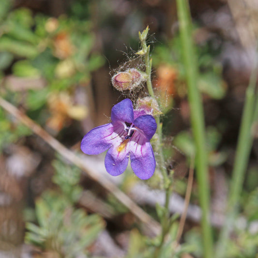 Fir-Leaf Penstemon