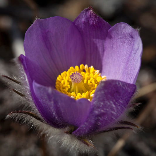 Cutleaf Pasque Flower