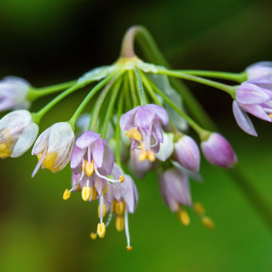 Nodding Onion
