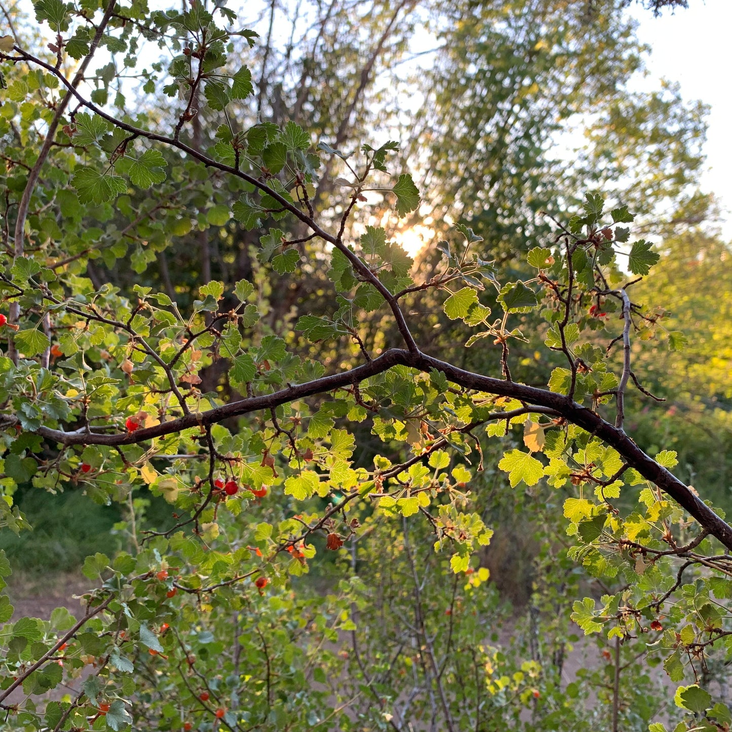 Wax Current