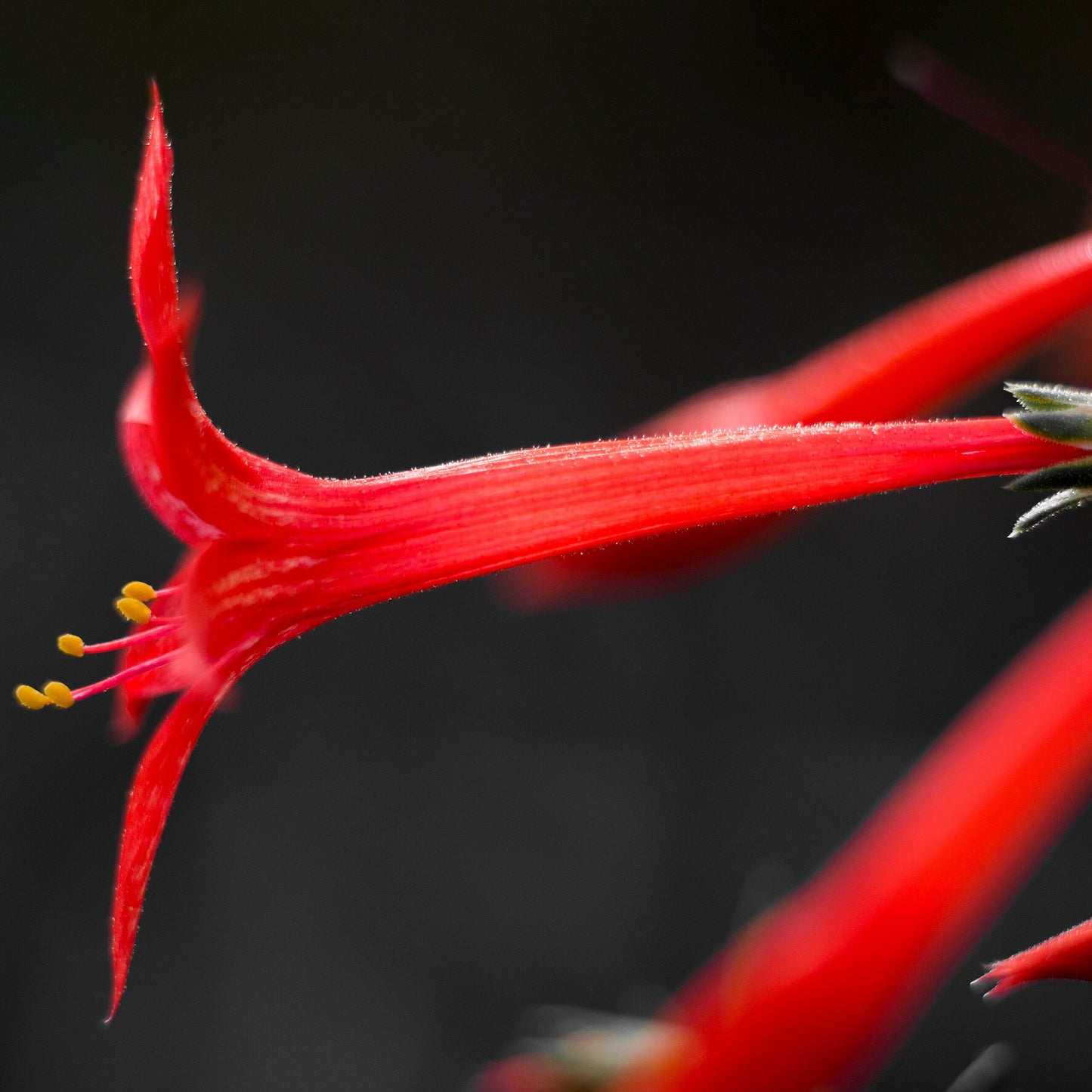 Scarlet Gilia
