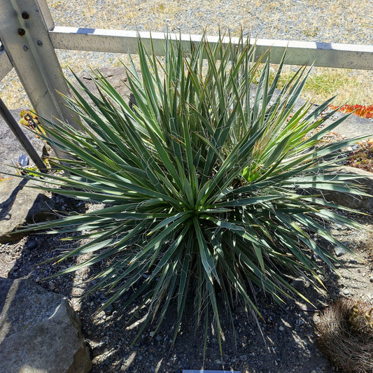 Harriman's Yucca