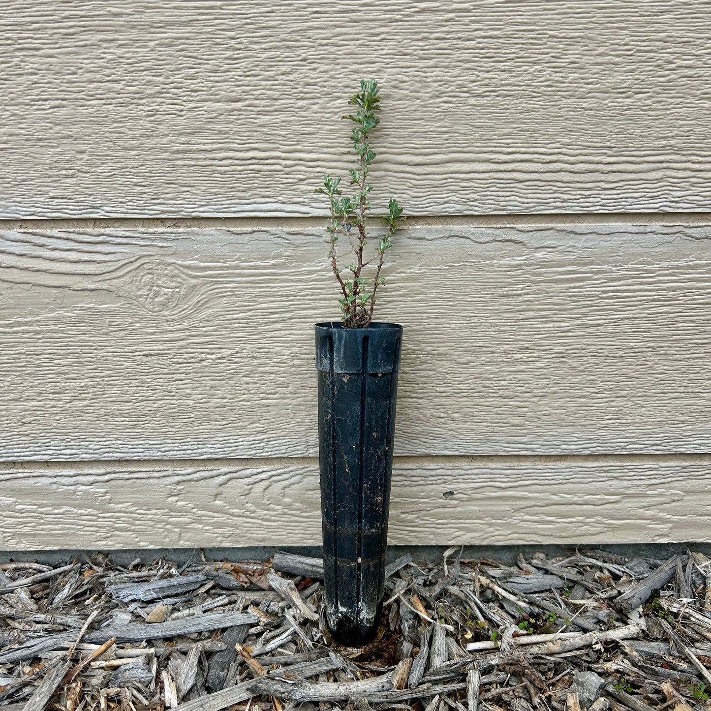 Cliffrose