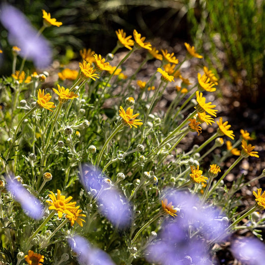 Oregon Sunshine ‘Takilma Gold’