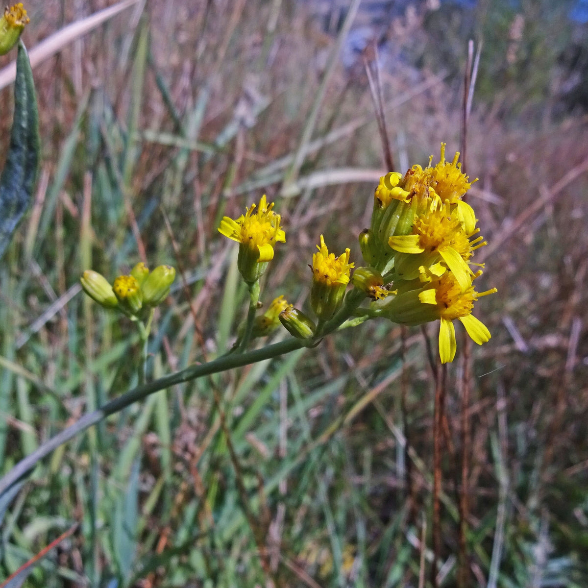 Water Ragwort Water Ragwort – Native Utah Plants