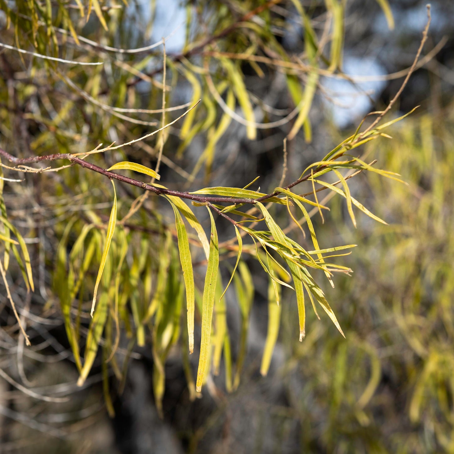 Desert Willow