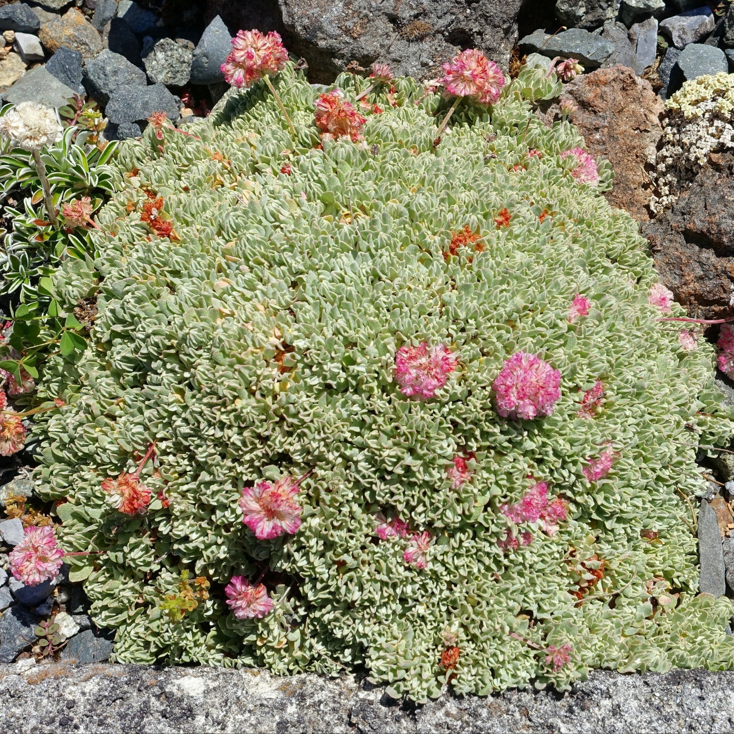 Cushion Buckwheat