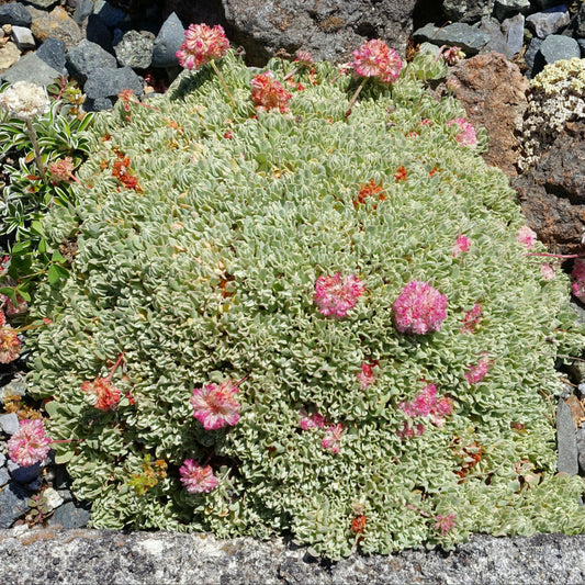 Cushion Buckwheat