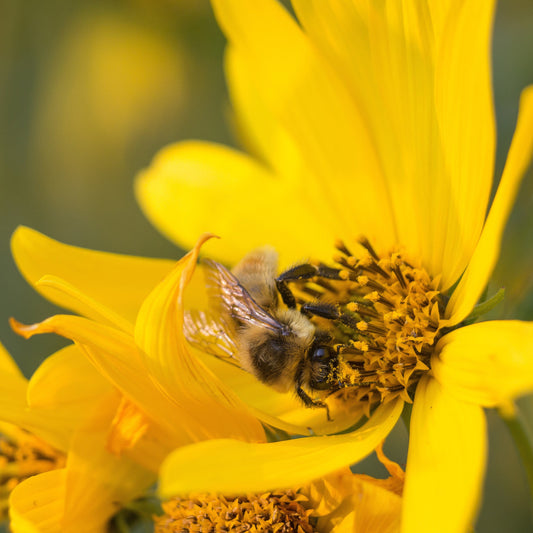 Nuttall's Sunflower