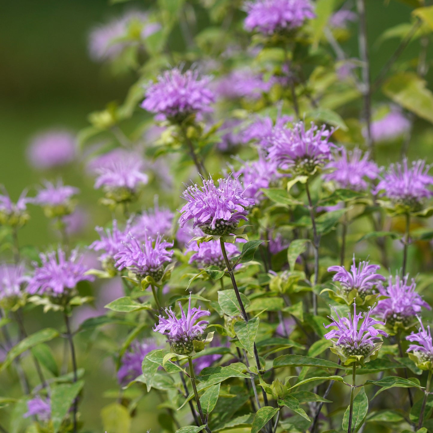 Wild Bergamot