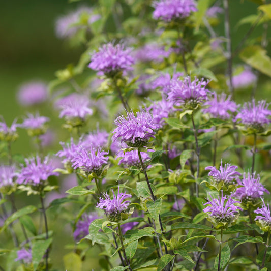 Wild Bergamot
