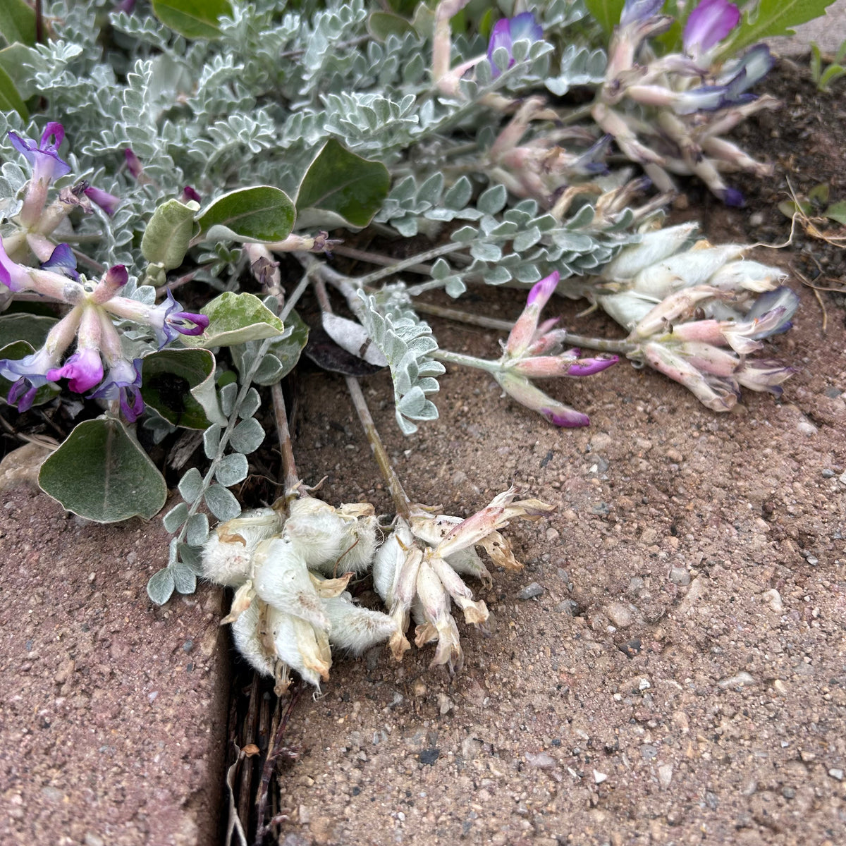 Utah Milkvetch