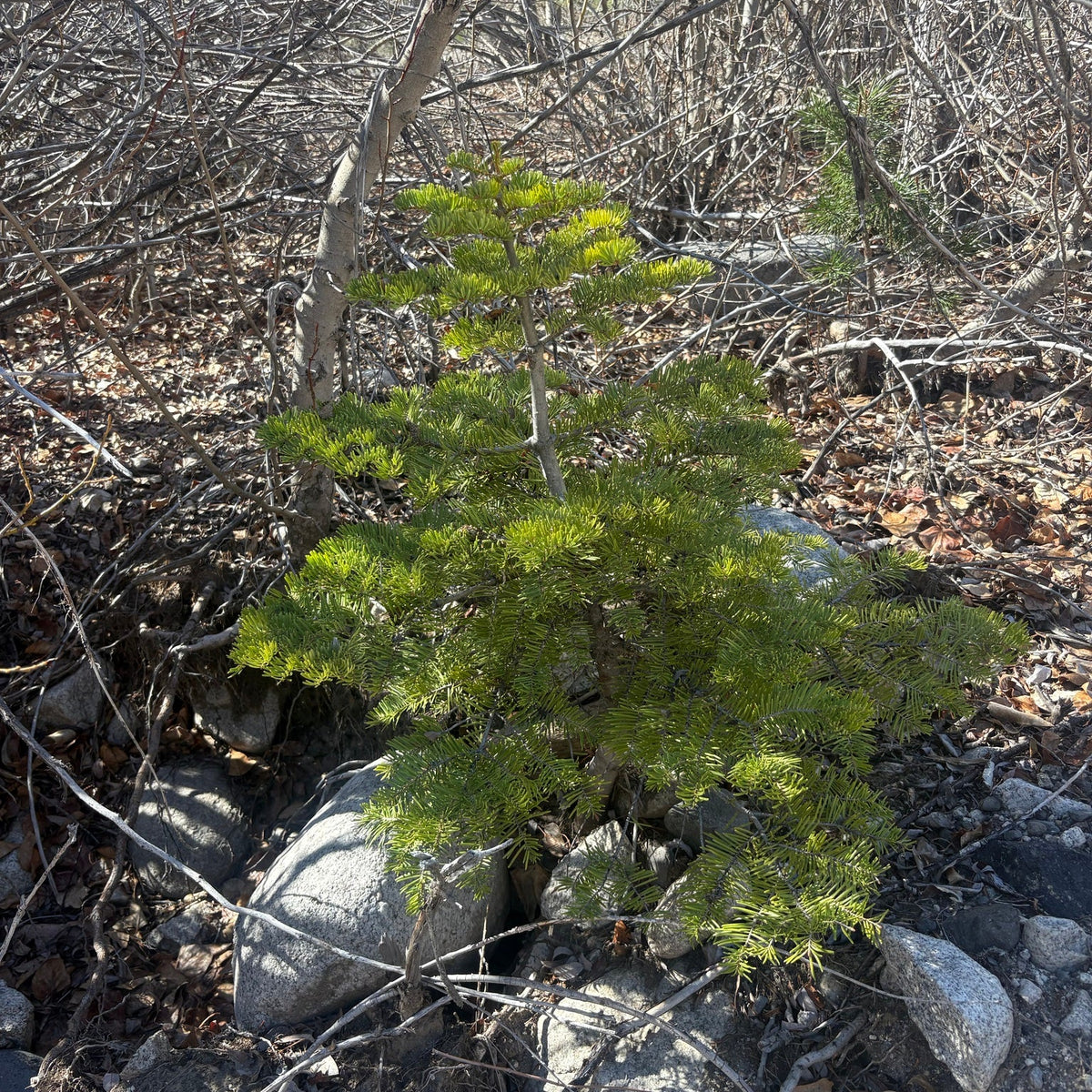 White Fir