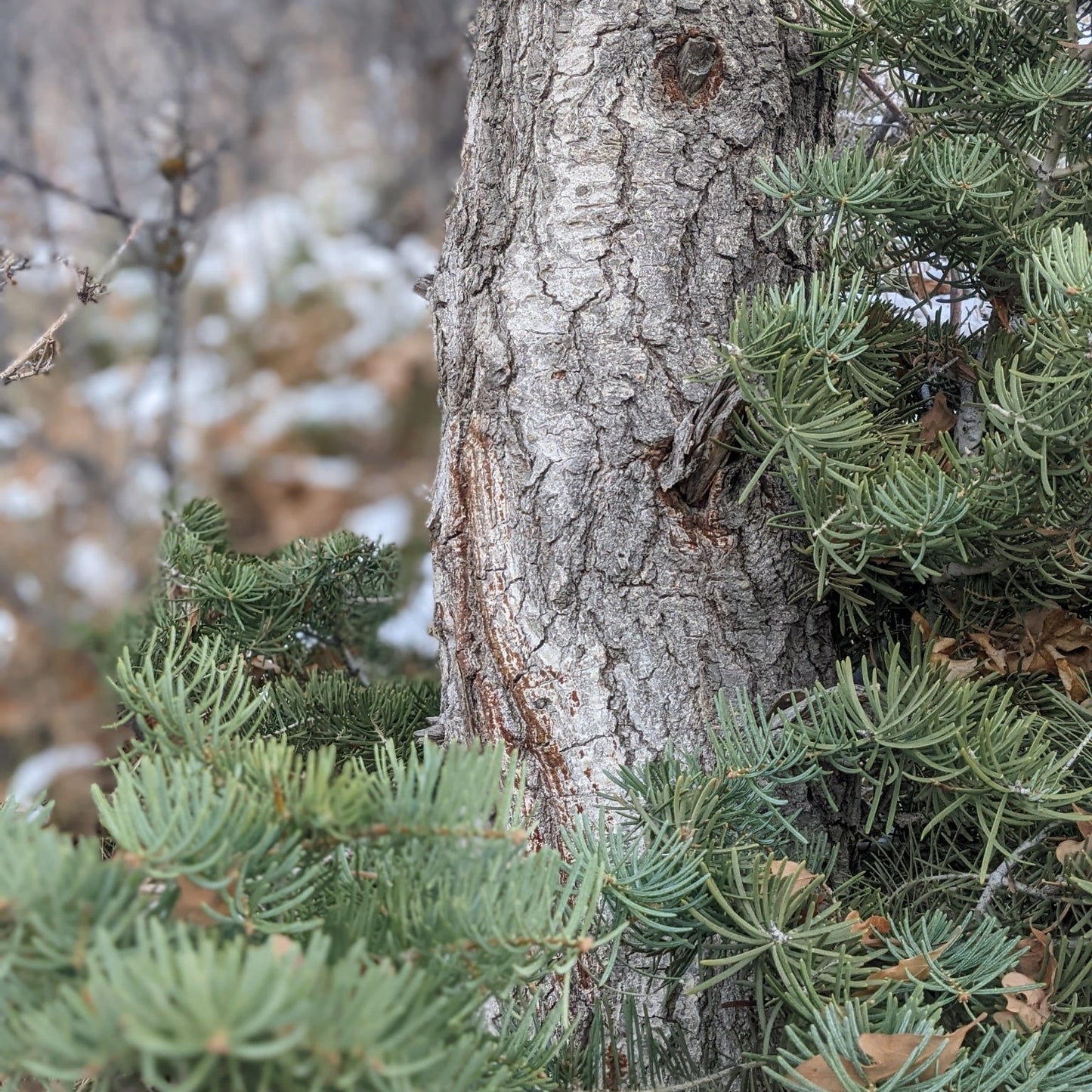 White Fir