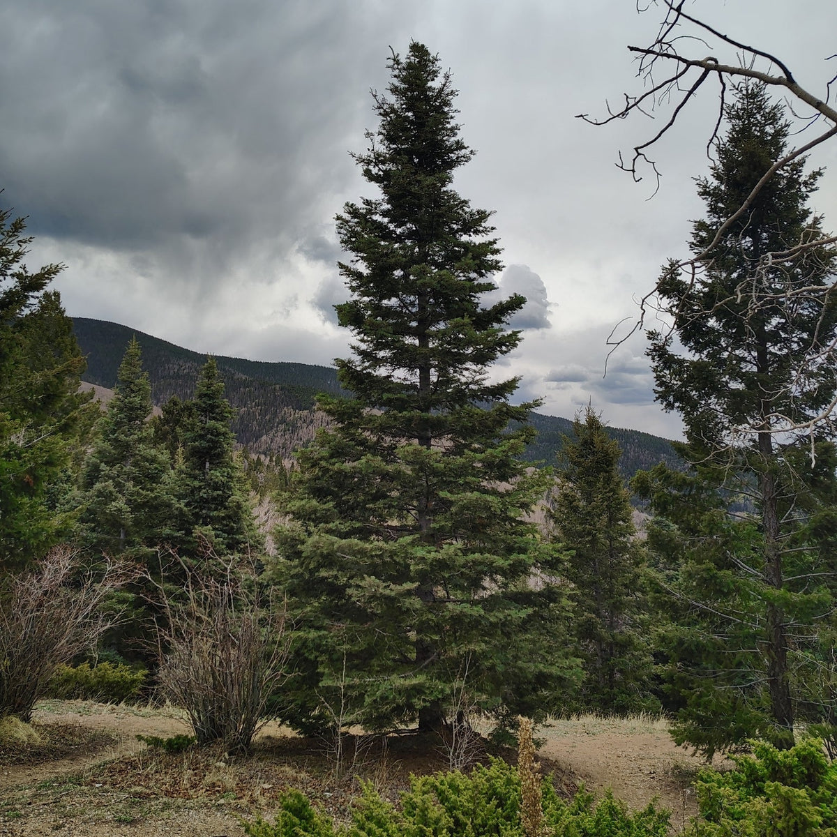 White Fir
