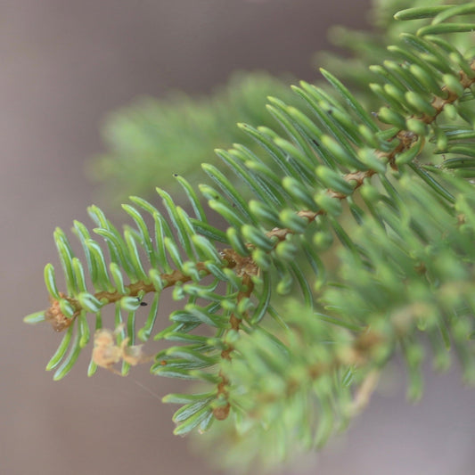 White Fir
