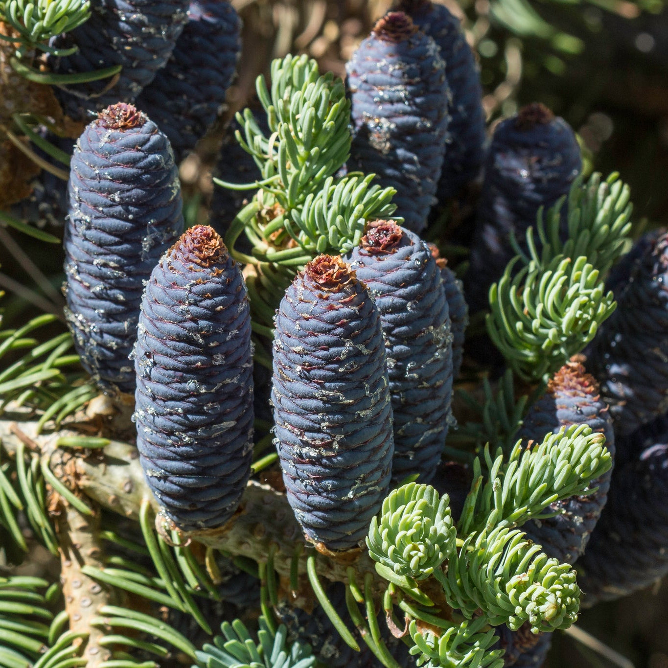 White Fir