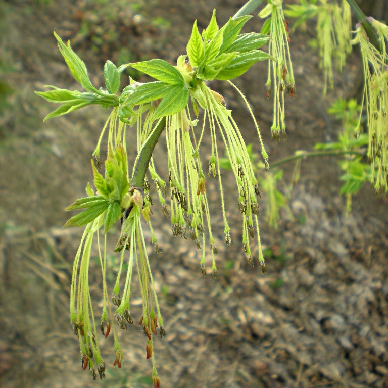 Boxelder
