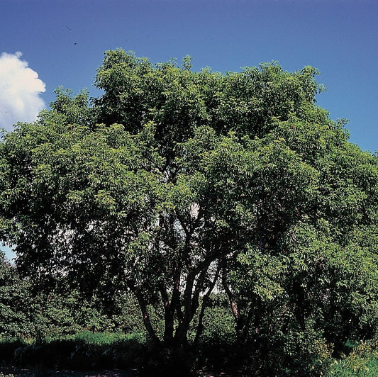 Boxelder
