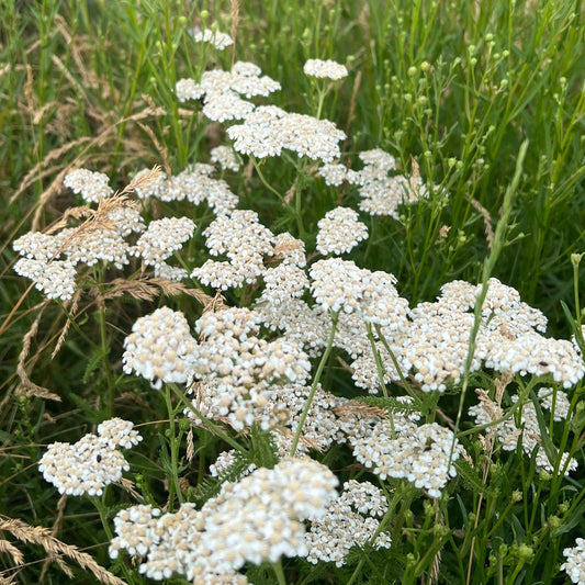 'Yaak' Turf-Type Yarrow