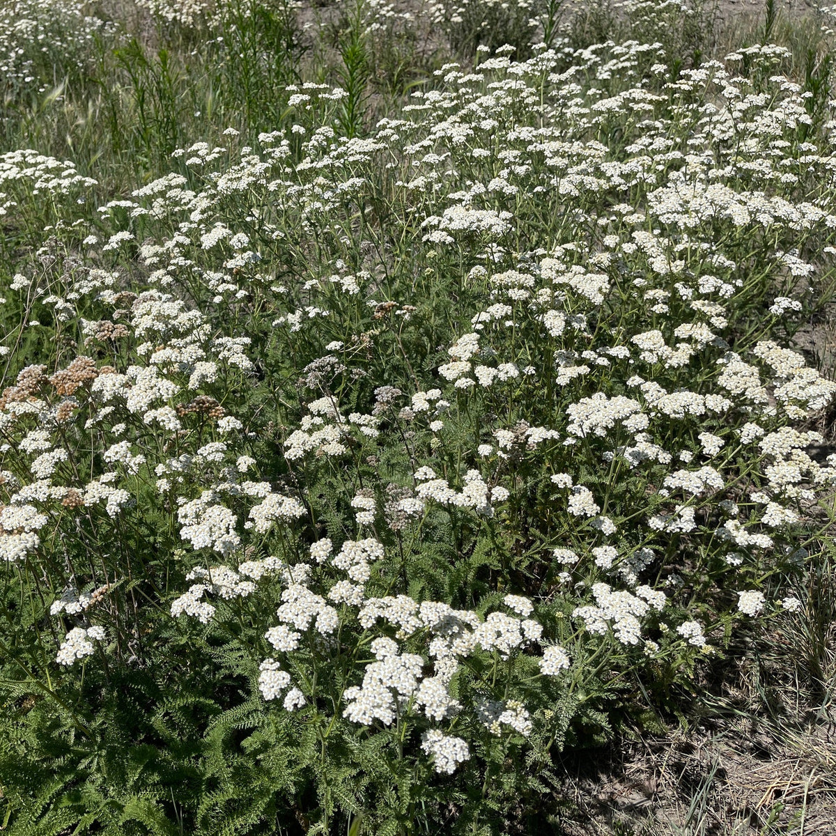 'Yaak' Turf-Type Yarrow