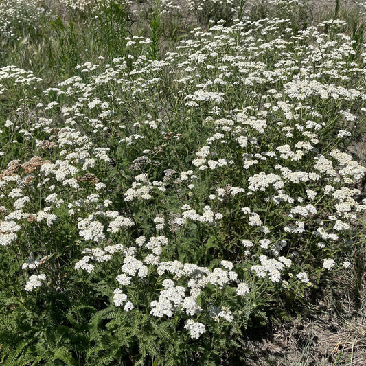 'Yaak' Turf-Type Yarrow