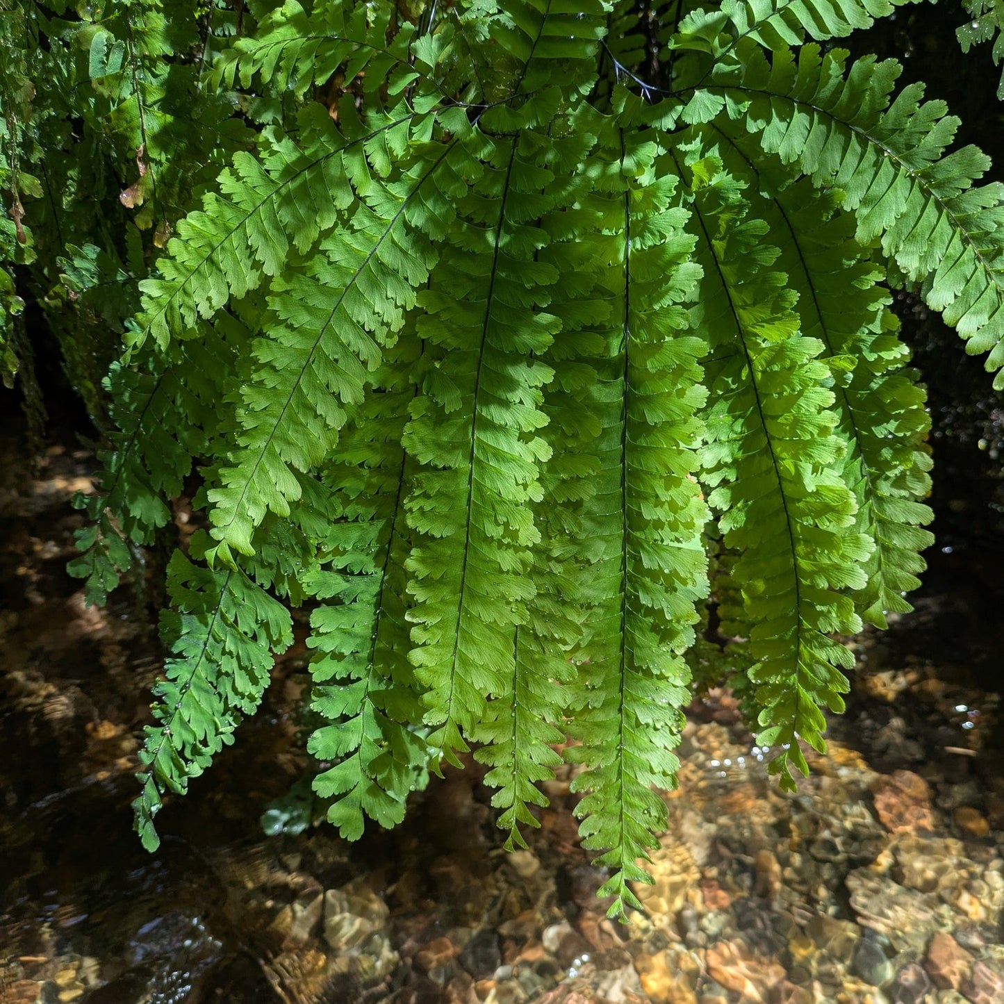 Western Maidenhair Fern