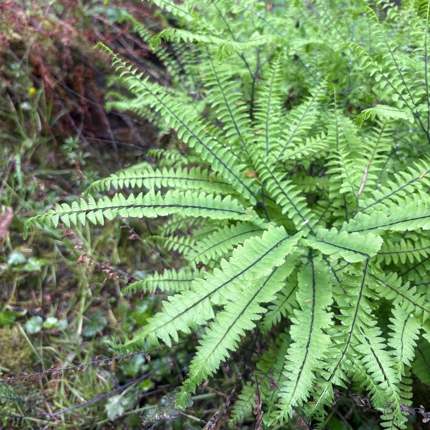 Western Maidenhair Fern