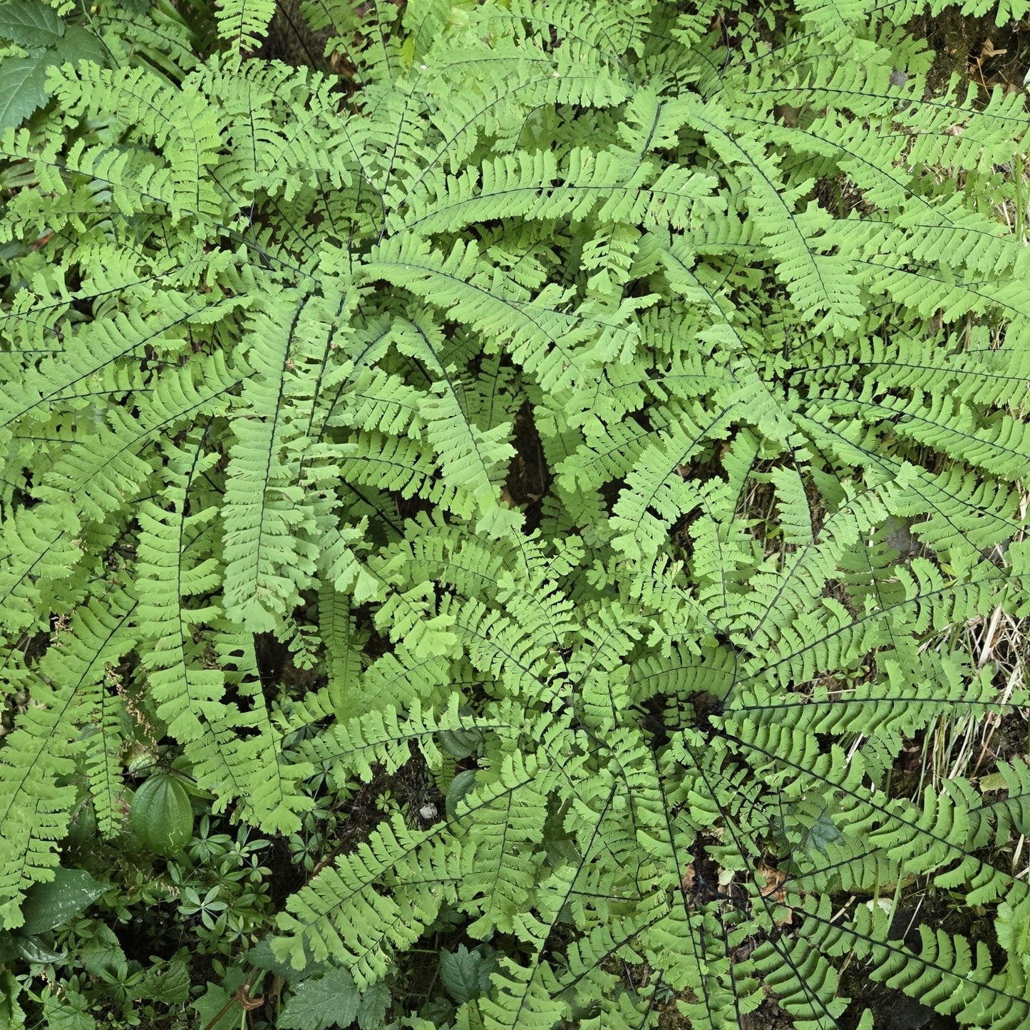 Western Maidenhair Fern