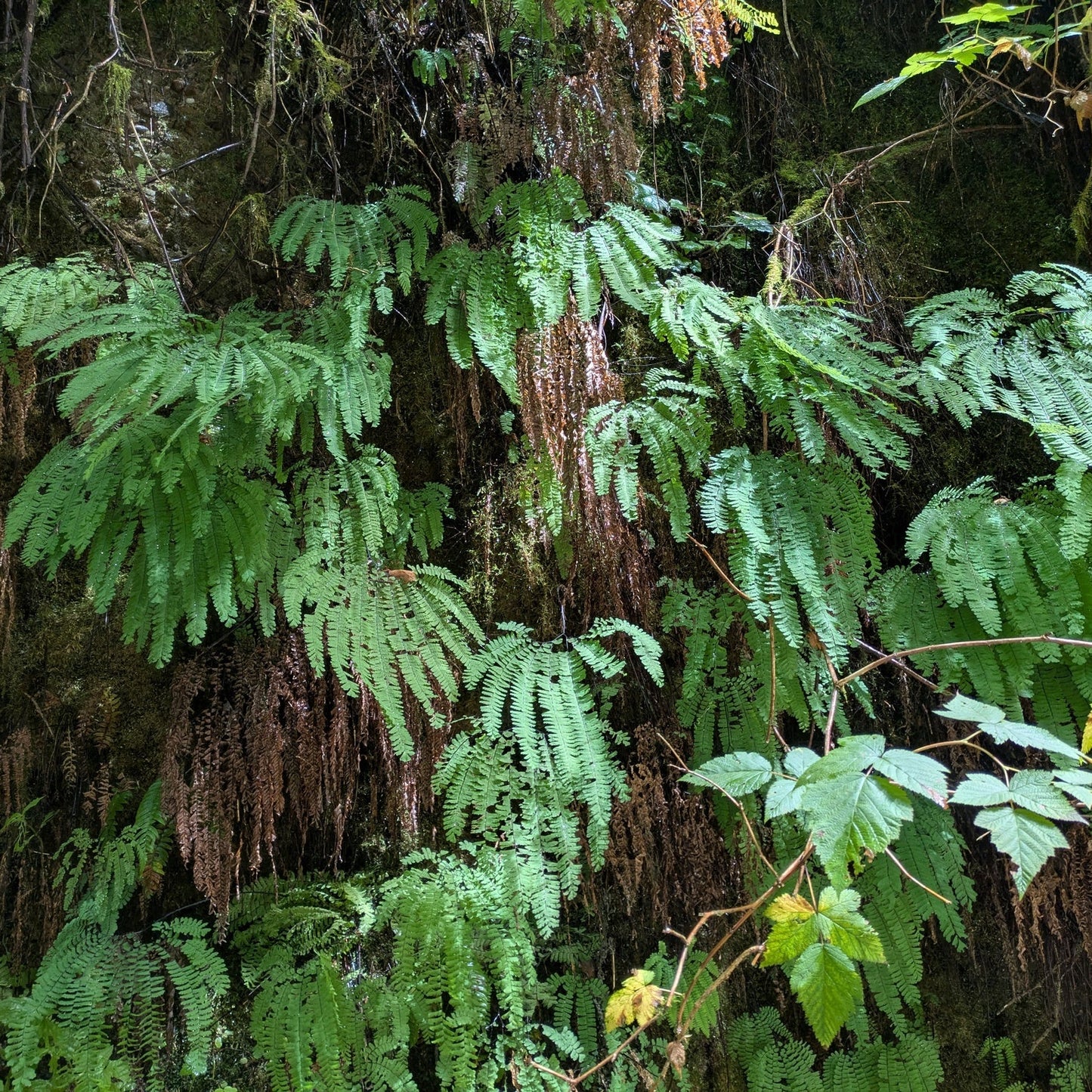 Western Maidenhair Fern