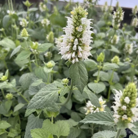 Agastache ‘Arizona Snow’