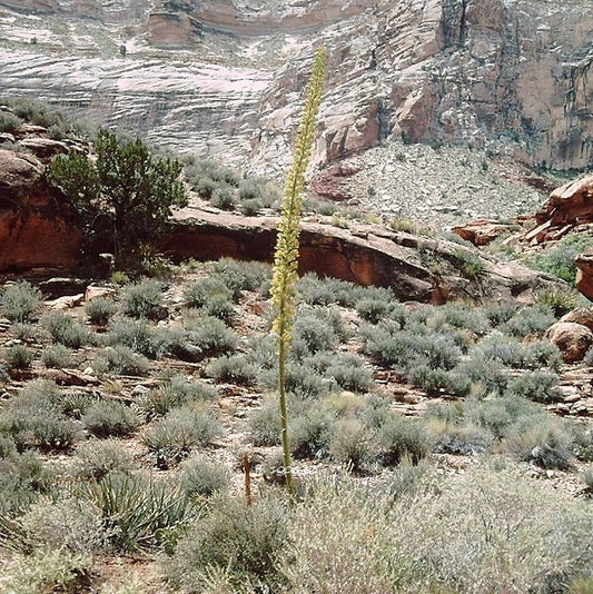 Utah Agave