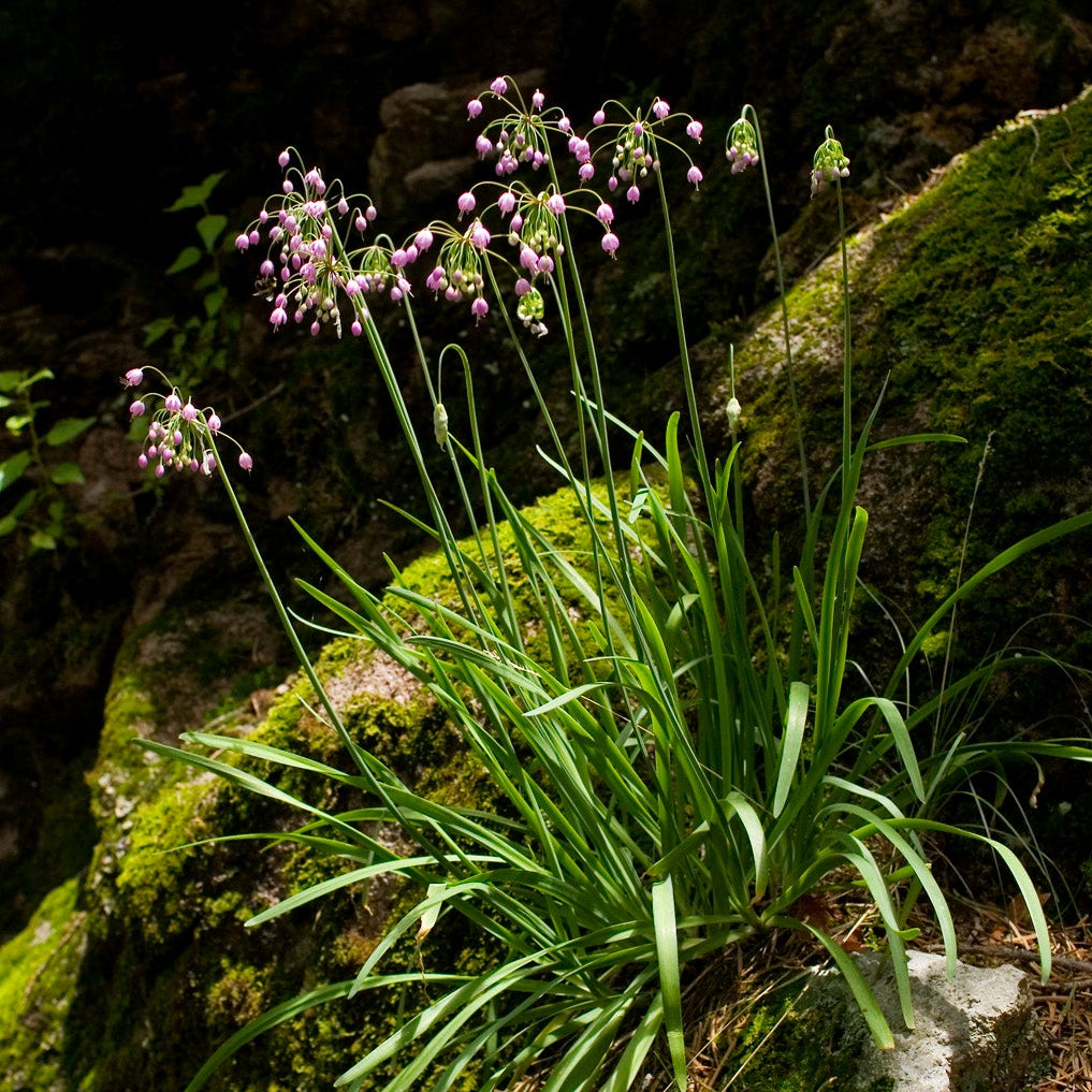 Nodding Onion